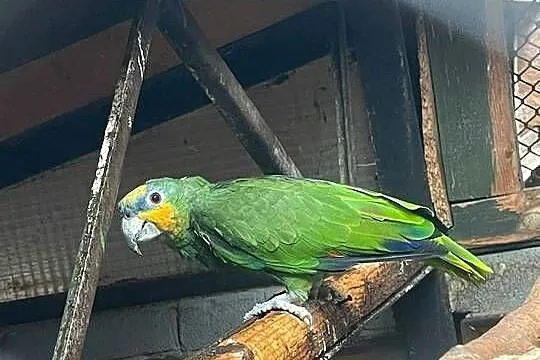 Amazonka kurika samiec 15r