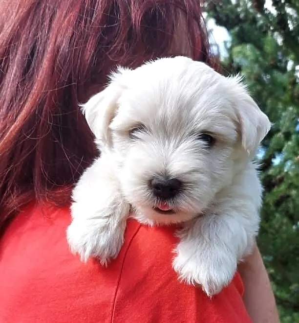 West highland white terrier piesek, Świętokrzyskie, Brudzów