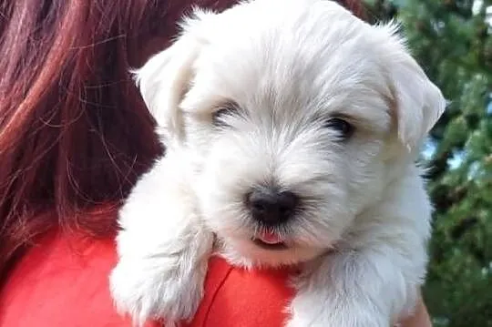 West highland white terrier piesek, Świętokrzyskie, Brudzów