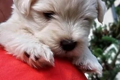 West highland white terrier piesek, Świętokrzyskie, Brudzów