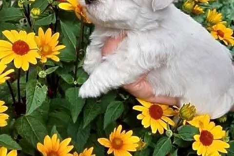 West highland white terrier piesek, Świętokrzyskie, Brudzów