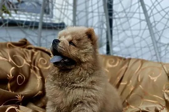 Wzorcowy Chow Chow piękny exterrier rodzice FCI