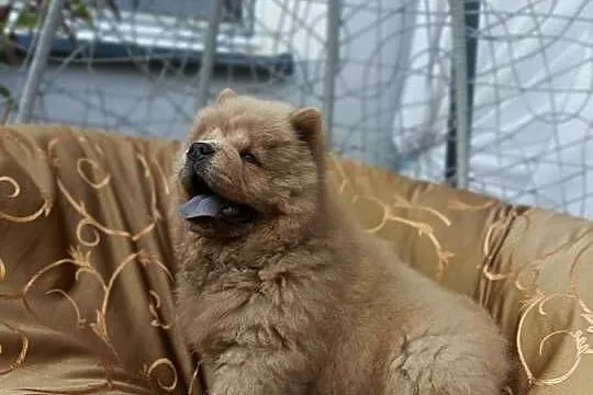Wzorcowy Chow Chow piękny exterrier rodzice FCI, Opolskie, Krapkowice