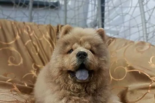 Wzorcowy Chow Chow piękny exterrier rodzice FCI, Opolskie, Krapkowice