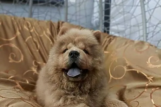 Wzorcowy Chow Chow piękny exterrier rodzice FCI, Opolskie, Krapkowice