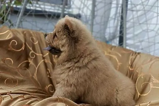 Wzorcowy Chow Chow piękny exterrier rodzice FCI, Opolskie, Krapkowice
