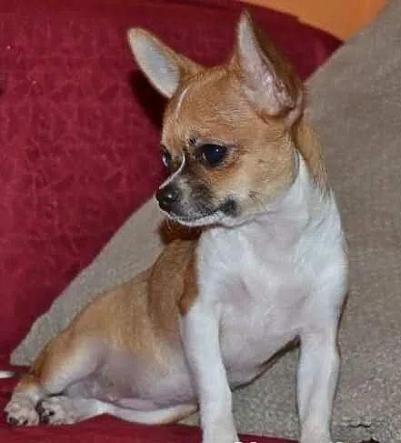 Chihuahua krótkowłosa śliczna sunia z prawdziwym r
