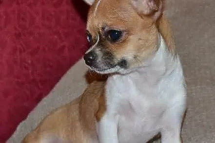 Chihuahua krótkowłosa śliczna sunia z prawdziwym r