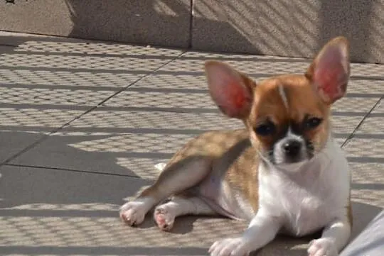 Chihuahua krótkowłosa śliczna sunia z prawdziwym r