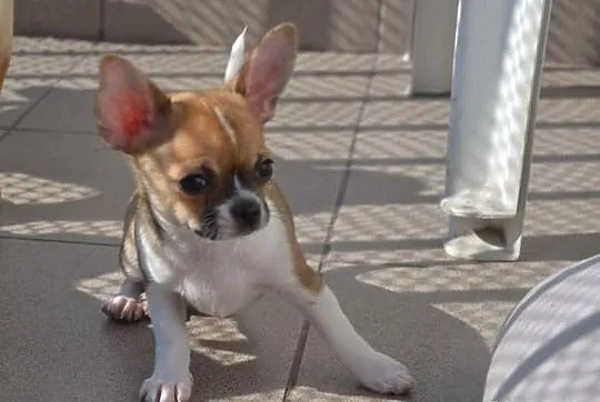 Chihuahua krótkowłosa śliczna sunia z prawdziwym r