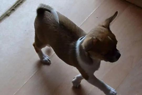 Chihuahua krótkowłosa śliczna sunia z prawdziwym r