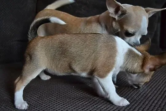 Chihuahua krótkowłosa śliczna sunia z prawdziwym r