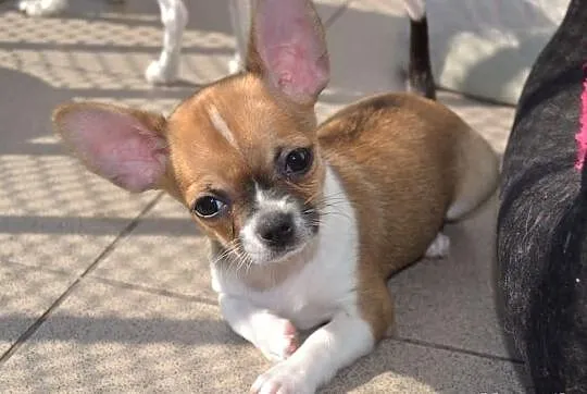 Chihuahua krótkowłosa śliczna sunia z prawdziwym r