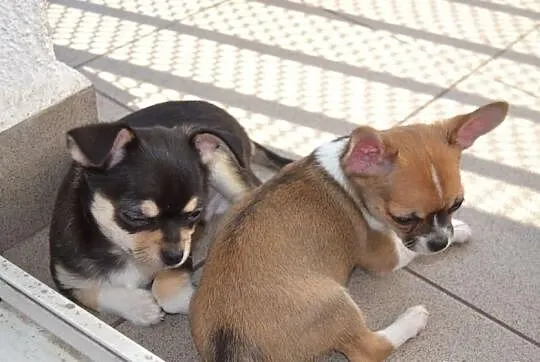 Chihuahua krótkowłosa śliczna sunia z prawdziwym r