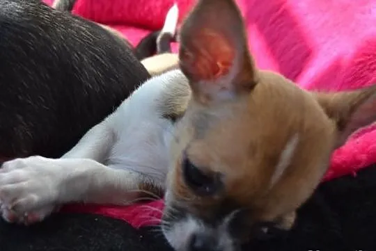 Chihuahua krótkowłosa śliczna sunia z prawdziwym r