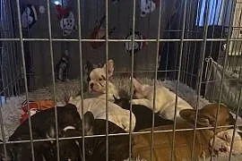 Buldogi Francuskiego