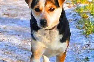 ŁATKA - piękna, kochana 6 kg mikro sunia do adopcji,  mazowieckie Warszawa
