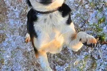 ŁATKA - piękna, kochana 6 kg mikro sunia do adopcj