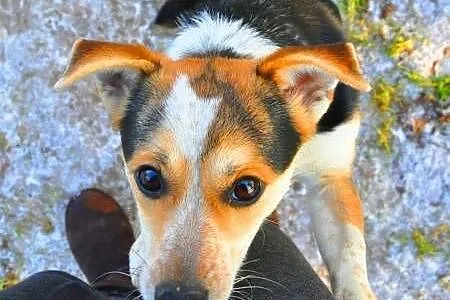 ŁATKA - piękna, kochana 6 kg mikro sunia do adopcj