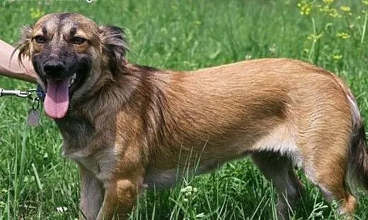 FIGA - 10 kg sunia która kocha ludzi, dzieci do ad