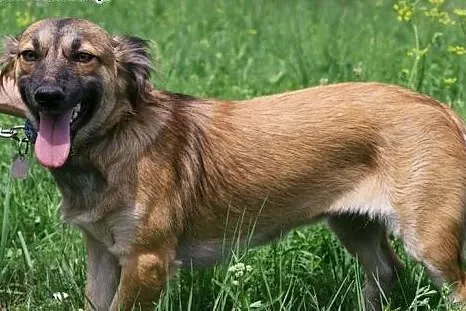 FIGA - 10 kg sunia która kocha ludzi, dzieci do ad