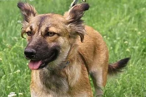 FIGA - 10 kg sunia która kocha ludzi, dzieci do ad