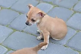 Szczeniaki Chihuahua suczka i pieki ,  lubelskie B, Biała Podlaska