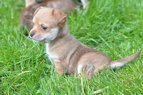 Szczeniaki Chihuahua suczka i pieki ,  lubelskie B
