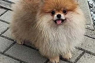 Pomeranian suczka typ misia 4m-ce