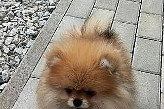 Pomeranian suczka typ misia 4m-ce, Dolnośląskie, Bolesławiec