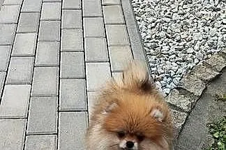 Pomeranian suczka typ misia 4m-ce, Dolnośląskie, Bolesławiec