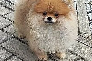 Pomeranian suczka typ misia 4m-ce, Dolnośląskie, Bolesławiec