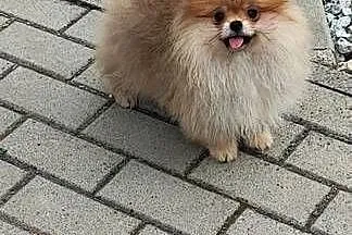 Pomeranian suczka typ misia 4m-ce, Dolnośląskie, Bolesławiec