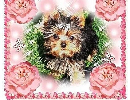 York,YORKI,Yorkshire Terrier! ELITARNE,CUDOWNE MIN