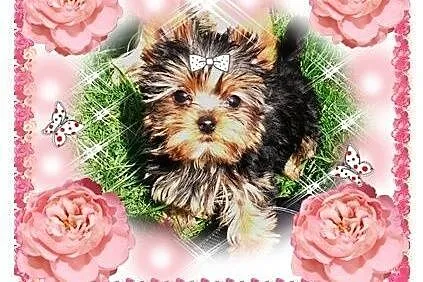 York,YORKI,Yorkshire Terrier! ELITARNE,CUDOWNE MIN