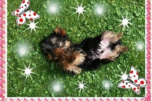 York,YORKI,Yorkshire Terrier! ELITARNE,CUDOWNE MIN