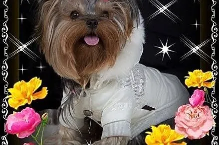 York,YORKI,Yorkshire Terrier! ELITARNE,CUDOWNE MIN