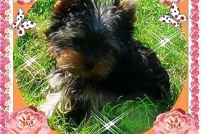 York,YORKI,Yorkshire Terrier! ELITARNE,CUDOWNE MIN