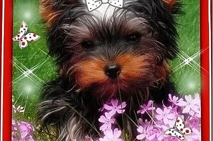 York,YORKI,Yorkshire Terrier! ELITARNE,CUDOWNE MIN