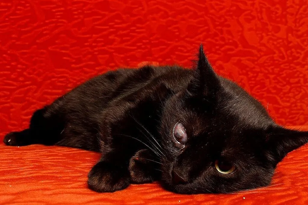 Filomena