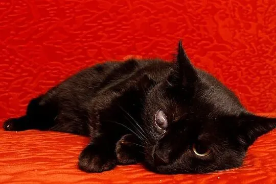 Filomena