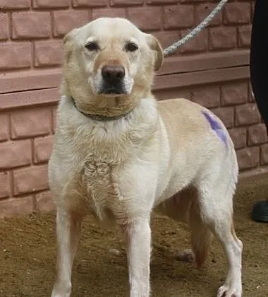 Spokojna sunia w typie labka do adopcji
