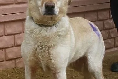 Spokojna sunia w typie labka do adopcji