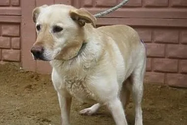 Spokojna sunia w typie labka do adopcji