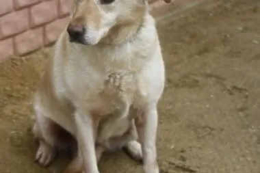 Spokojna sunia w typie labka do adopcji