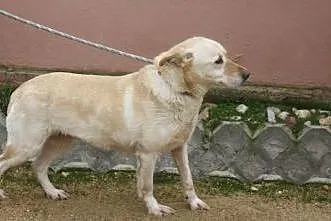 Spokojna sunia w typie labka do adopcji