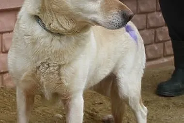 Spokojna sunia w typie labka do adopcji