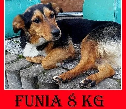 8kg,2lata,lubi dzieci,koty,psy,jamnikowata,łagodna