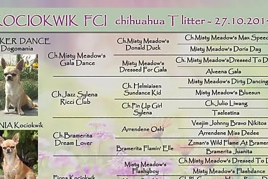 CHIHUAHUA KRÓTKOWŁOSA - rodowodowy piesek