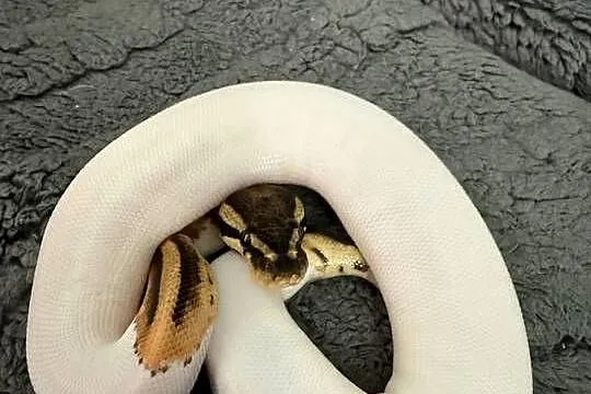 Węże w super odmianach Piebald